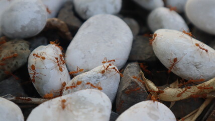 Red ants walk on the rocks because there is food hidden under the rocks