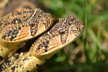 Two large African Puff-adders in a field of green grass.