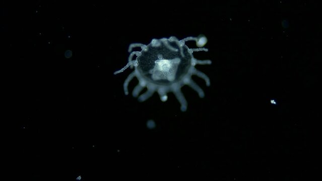 Young jellyfish Obelia geniculata under microscope, Campanulariidae family, class Hydrozoa. Sample found in White Sea.