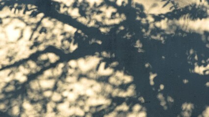 Shadow background of natural tree leaves on white wall texture.