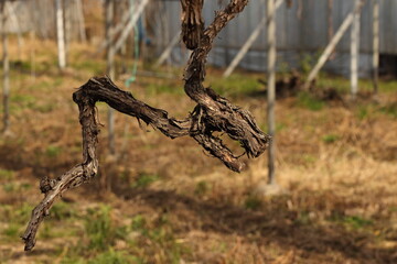 ドラゴンに見える古木