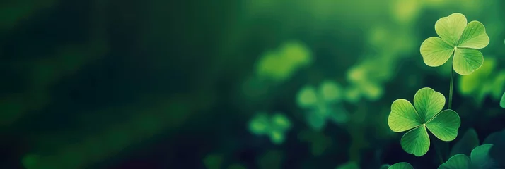 Foto op Plexiglas four leaf clover on green shamrock background. Green clover leaf isolated on dark background. with three-leaved shamrocks. St. Patrick's day holiday banner © Planetz