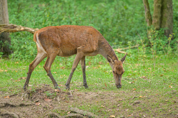 Naklejka na ściany i meble A red deer in a park in autumn