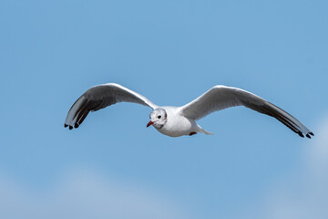 A black headed gull flying on sunny day in summer