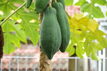 Papaya on tree. Common name is pepaya, papaw or pawpaw grow in garden. Carica Papaya L.