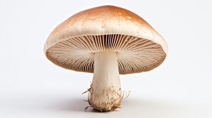 A captivating image featuring fresh mushrooms against a clean white backdrop, highlighting their earthy textures and culinary versatility. A minimalist and elegant visual, perfect for culinary or arti