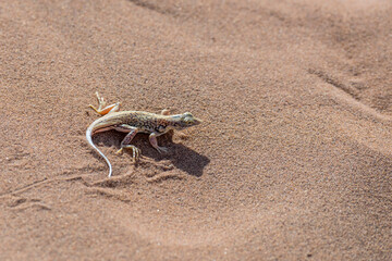pala-snouted lizard on dune sand at Deadlvei pan, Naukluft desert,  Namibia