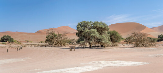 Acacia ereoloba trees and big dunes at Sossuslvei pan, Naukluft desert,  Namibia