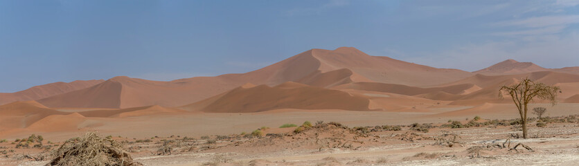 Fototapeta na wymiar dry tree and myriad of red dunes slopes, Naukluft desert near Sossusvlei, Namibia