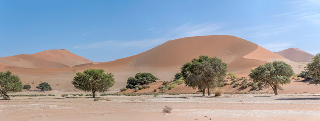 Acacia ereoloba trees at Sossuslvei pan, Naukluft desert,  Namibia