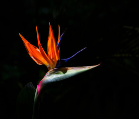 Bird of paradise flower (strelitzia) in sunlight with a natural dark green background. Hamilton....