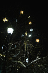 Trees at night in a winter park, decorated with illumination in the form of Christmas stars.