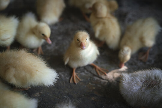 Baby ducks on a concrete floor to be raised in Ninh Binh, Vietnam