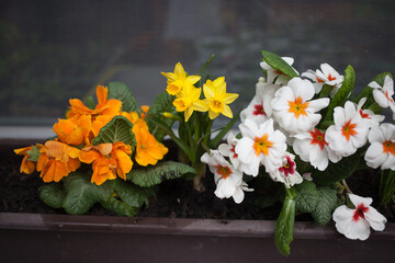 Spring flowers - daffodils and polyanthus - in the box