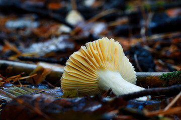 Kleiner weißer Pilz liegt auf dem Waldboden. Äste und Laub, Blätter und Zweige. Sicht auf die...