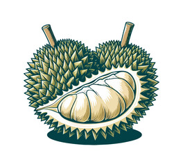 Durian fruit hand drawn illustration vector graphic