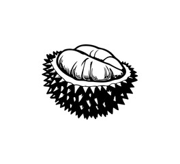 Durian fruit hand drawn illustration vector graphic