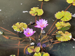 lotus flower blooming on the water
