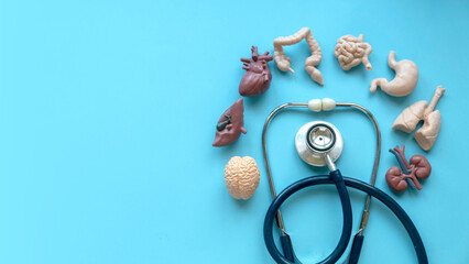 Stethoscope and human organ on blue background.