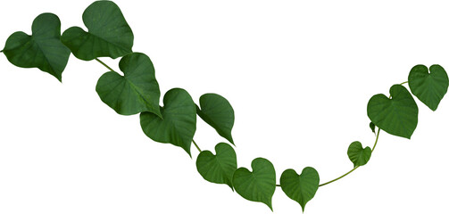 Vine plant, Branch creeper leaf green, Liana tropical nature.