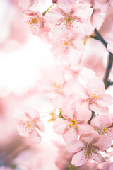 ふんわりした桜の花