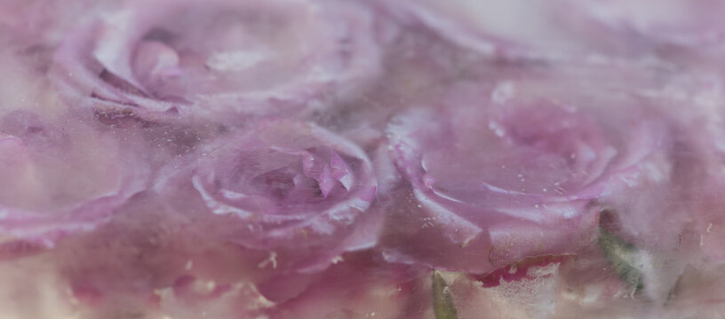 background of pink roses frozen in ice water