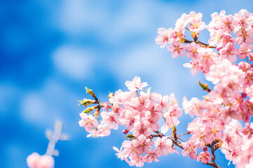 青空に映える河津桜
