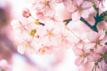春の日差しを浴びる桜