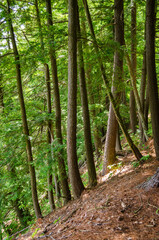 Pine Creek Gorge, or the The Grand Canyon of Pennsylvania, USA