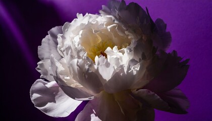 芍薬