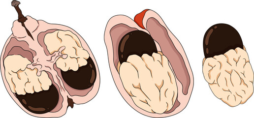 Hand drawn colored Ackee, Blighia sapida or achee, medicinal plant. Vector Illustration on white Background.