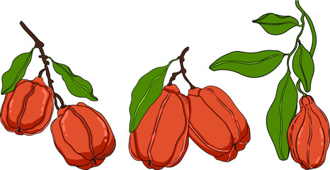 Hand drawn colored Ackee, Blighia sapida or achee, medicinal plant. Vector Illustration on white Background.