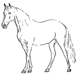 horse line art (58)