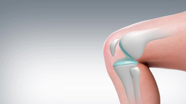 Treat bones and joints and bones Increase collagen in knee joints 3d Rendering