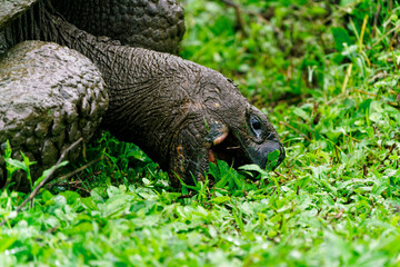 A Galapagos giant tortoise eating grass close up