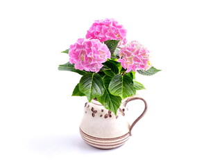 Pink flowers of hortensia in vase. Bouquet of hydrangea isolated on white background.