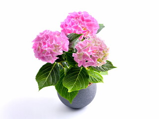 Pink hortensia in flowerpot. Flower in pot isolated on white background.