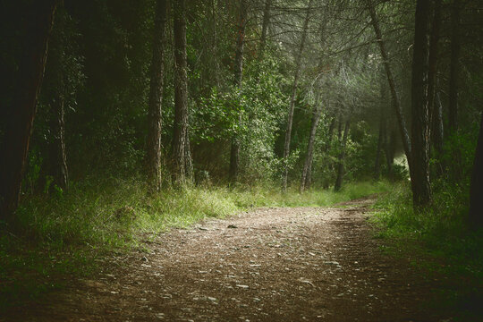 image of a path in the forest