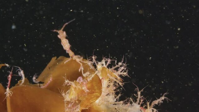 Colony of skeleton shrimps Caprella sp. attached to algae. Order Amphipoda. Omnivorous, feeding on diatoms, detritus, protozoans, and crustacean larvae. White sea