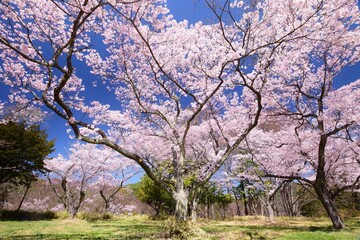 青空に映える満開の桜と高遠城址