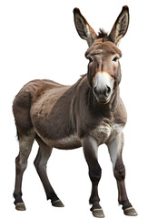 03 donkey