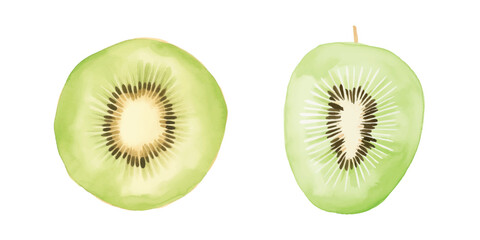 kiwi fruit watercolor vector illustration