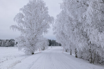 Country road landscape in a cold and frosty winter day - 716403421
