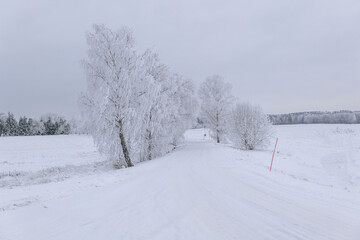 Country road landscape in a cold and frosty winter day - 716403438