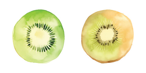kiwi fruit watercolor vector illustration