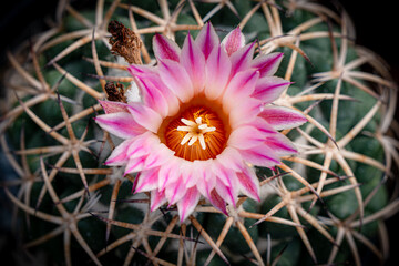 Blooming Pink flower Cactus, Selective focus