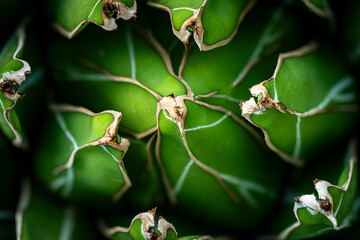 close up of agave cactus, abstract natural pattern background, green toned