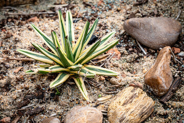 Variegated plants, agave cactus on the sand.
