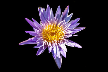 purple pink water lilly isolated black background