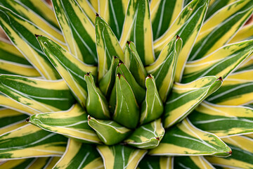 Variegated plants, agave cactus, topview, abstract natural pattern background, green and yellow toned
